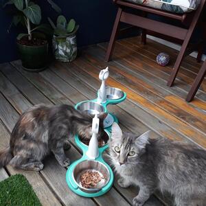 My lovely clients Coco and Chanel enjoying dinner in their outdoor cattery in far North Queensland with NO Ants 🐜🐜🐜🐜🐜🐜🐜🐜🐜🐜🐜🐜

- STOP THE ANTS, without having to use any chemicals. 

- RAISED which helps arthritis and digestion.

- EASY TO CLEAN, all the bowls are stainless and can be removed and are dishwasher friendly. Infact the whole feeder can be washed easily.

- Check it out my website @krispet88 www.krispet.com.au
.
.
.
#antiant #raisedfeeder #bestcat #catfeeders #tabby #antproblems #catfeeding #catfeeder #cateating #aussiecat #luxurycat #australian #catproducts #cat #catsofaustralia #meowdel #antiant #happycat #petsofinstagram #catsofmelbourne #catsofsydney #catsofbrisbane #raisedfeeder #catman #catlady #krispet #catbowl #meoow #apartmentcat #catsofadelaide #catsofperth #antsbegone